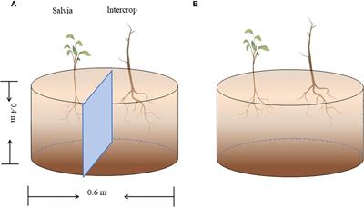 Study on the effect of compound cultivation on the growth feature and active ingredients content of Salvia miltiorrhiza